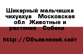 Шикарный мальчишка чихуахуа - Московская обл. Животные и растения » Собаки   